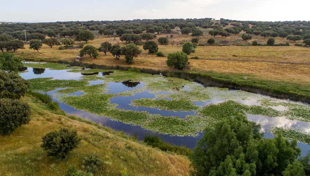 El Observatorio de la Dehesa nace con la proyección de unir trabajo y esfuerzos en un ecosistema fundamental en el Campo Charro