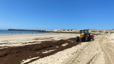Retirada de alga asiática en la playa del Carmen de Barbate. AYUNTAMIENTO DE BARBATE