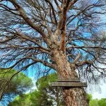 El Pino de los Mil Duros