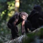 Interacción entre bonobos macho y hembra