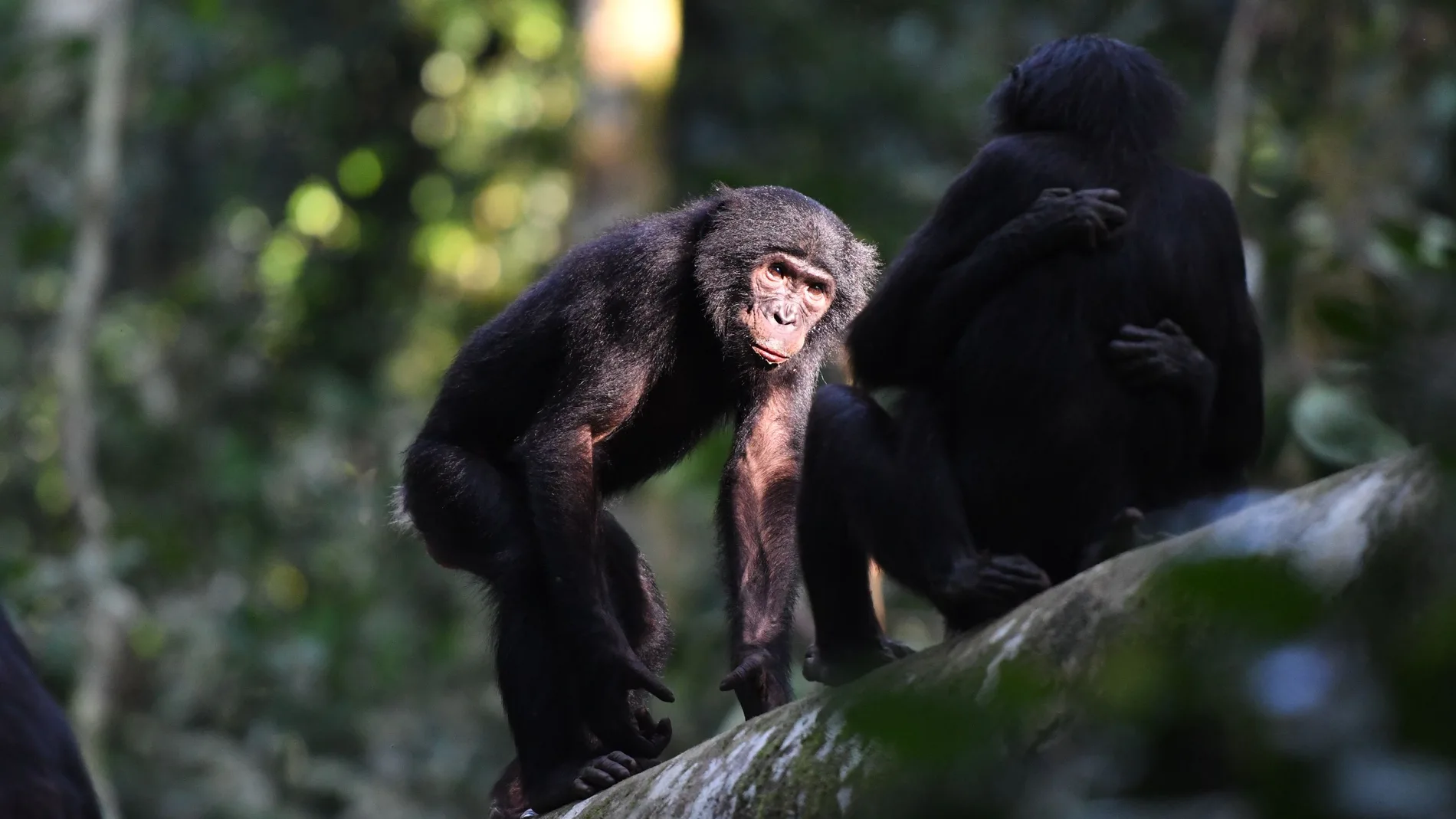 Interacción entre bonobos macho y hembra