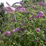 Buddleja davidii, llamada popularmente arbusto de las mariposas