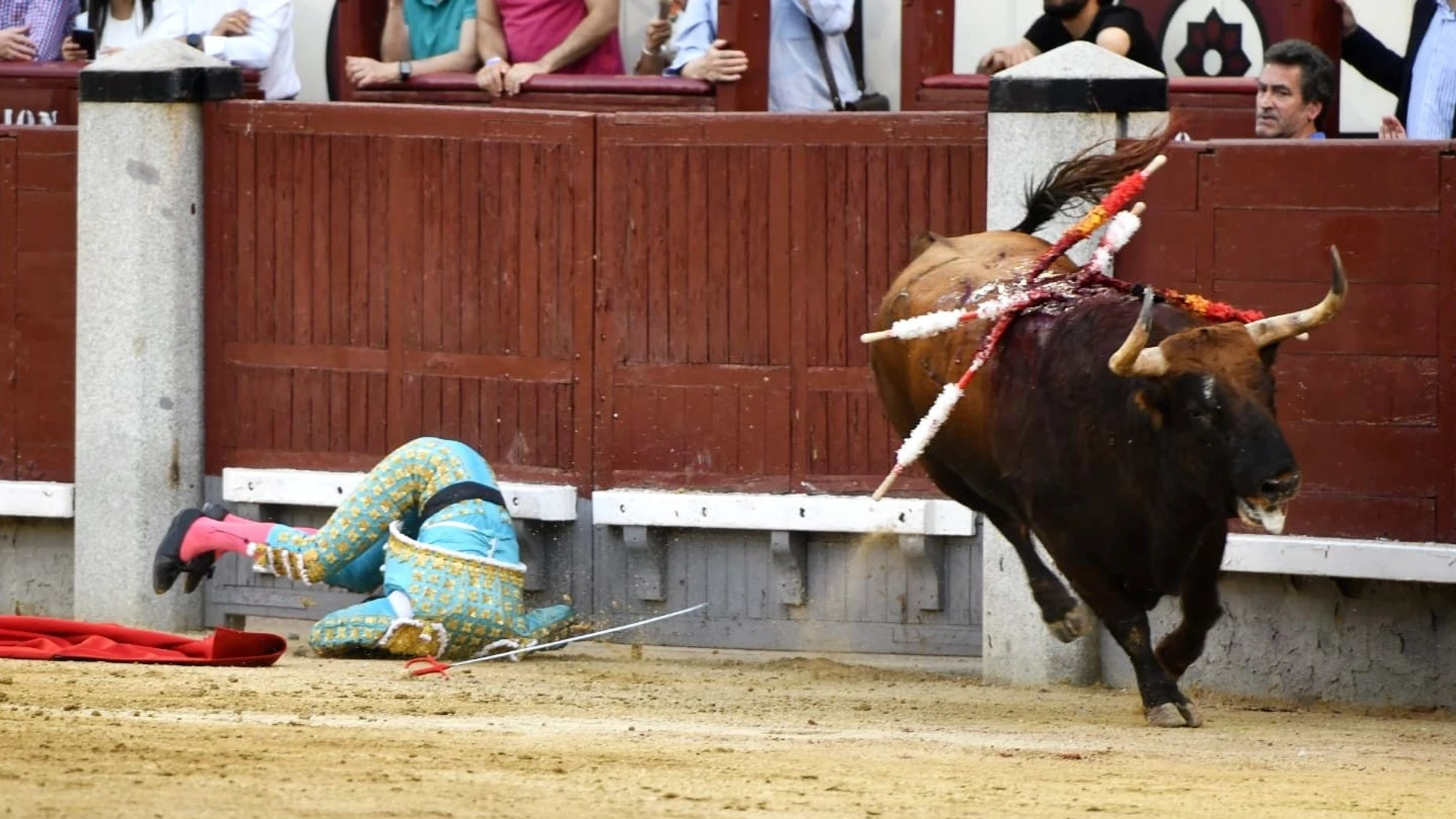 El torero mexicano Joselito Adame sufre una cogida durante la corrida de toros de la Feria de San Isidro, este martes en Las Ventas de Madrid.