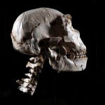 El célebre cráneo de "Miguelón" recupera su cuello tras 20 años de trabajos