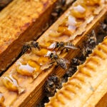 Vista de unas abejas en una colmena