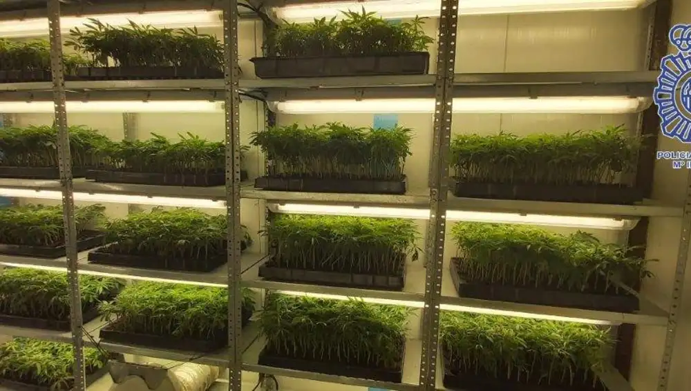 Los esquejes de marihuana