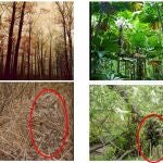 Ejemplo de imágenes utilizadas en el experimento de la UGR con escenas naturales. UGR