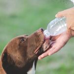 Las mascotas también necesitan protegerse del calor y refrescarse en verano