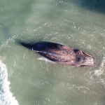 Imagen de la ballena