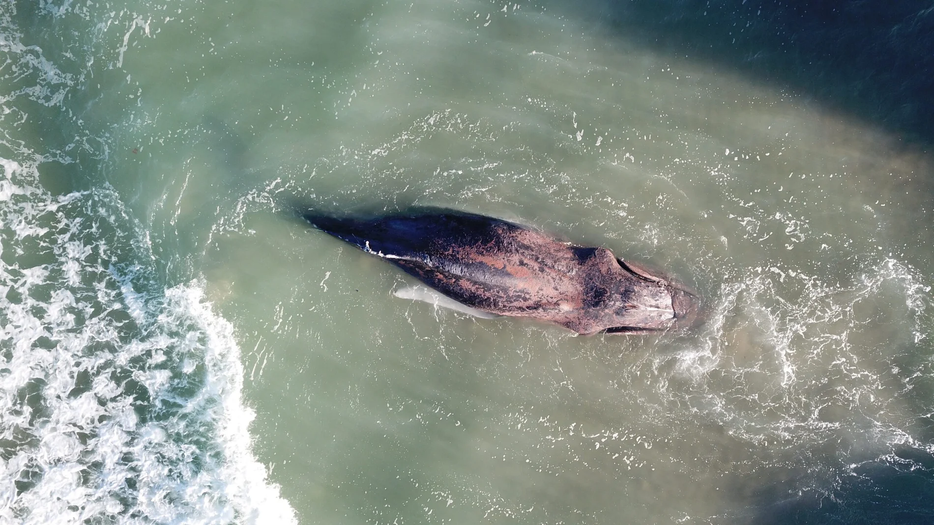 Imagen de la ballena