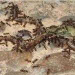 Un grupo de hormigas argentinas ataca a un ejemplar de anfibio juvenil en Doñana. ELENA ANGULO