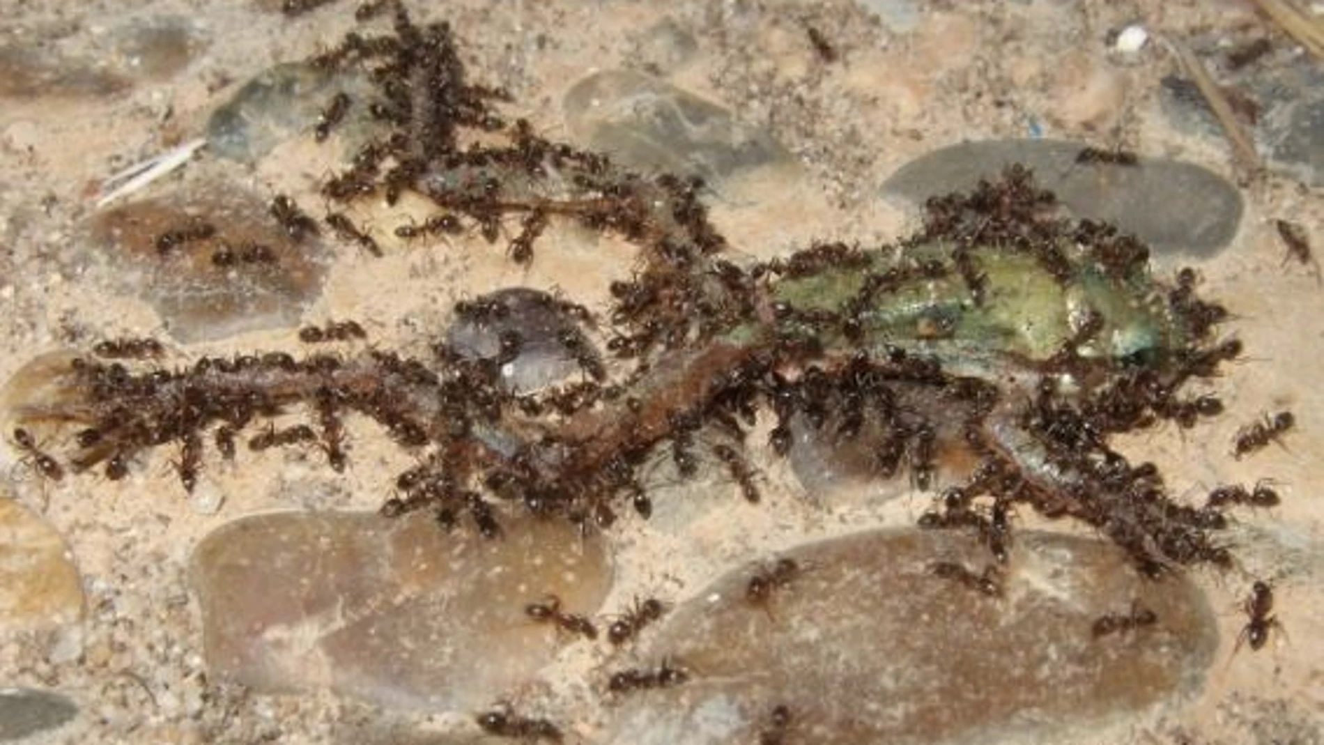 Un grupo de hormigas argentinas ataca a un ejemplar de anfibio juvenil en Doñana. ELENA ANGULO