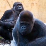 Los gorilas se encuentran en un recinto aislado del resto de los animales