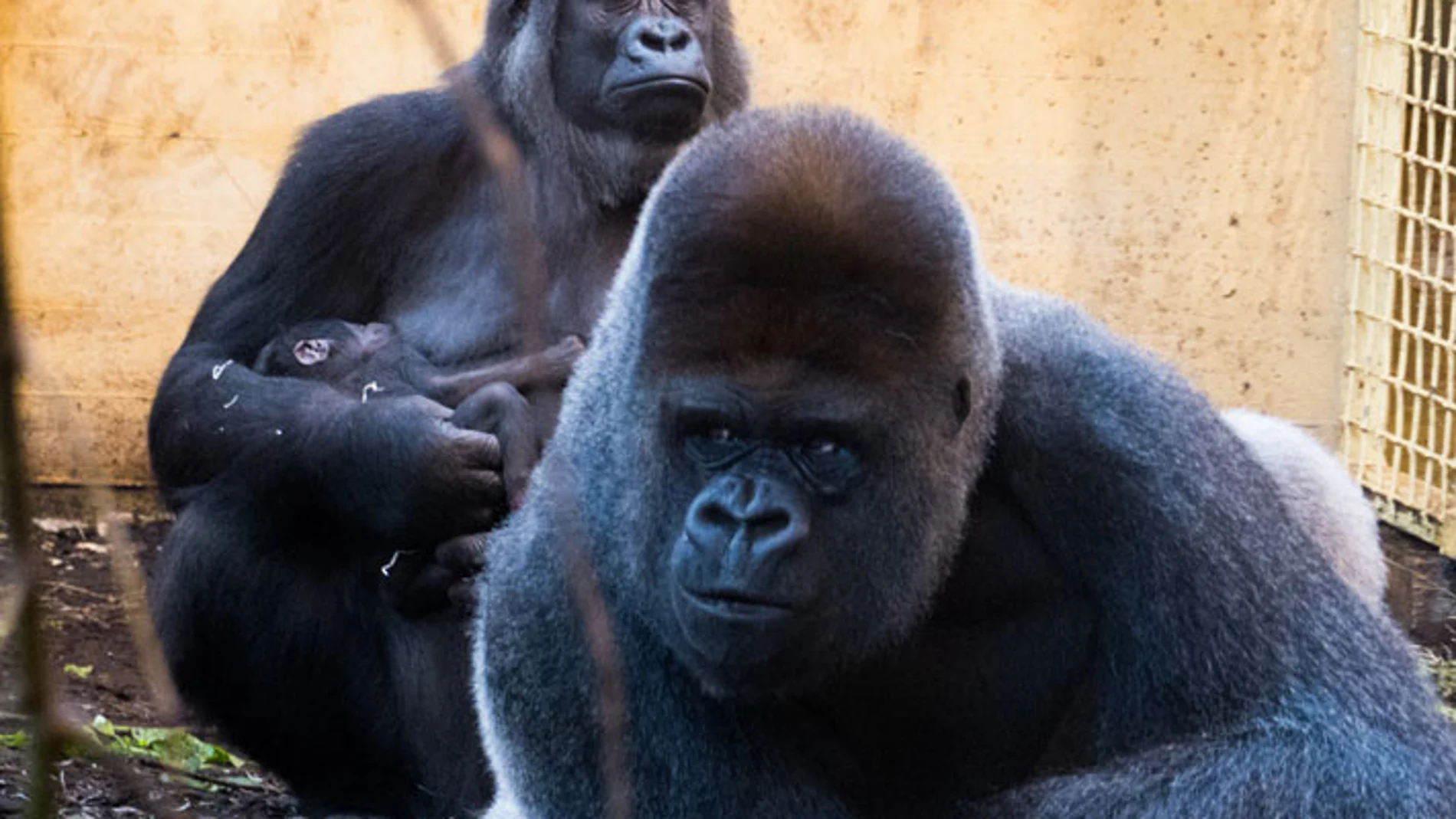 Los gorilas se encuentran en un recinto aislado del resto de los animales