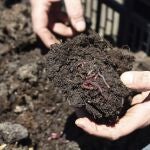 Vermiduero, empresa burgalesa dedicada a realizar humus de lombriz