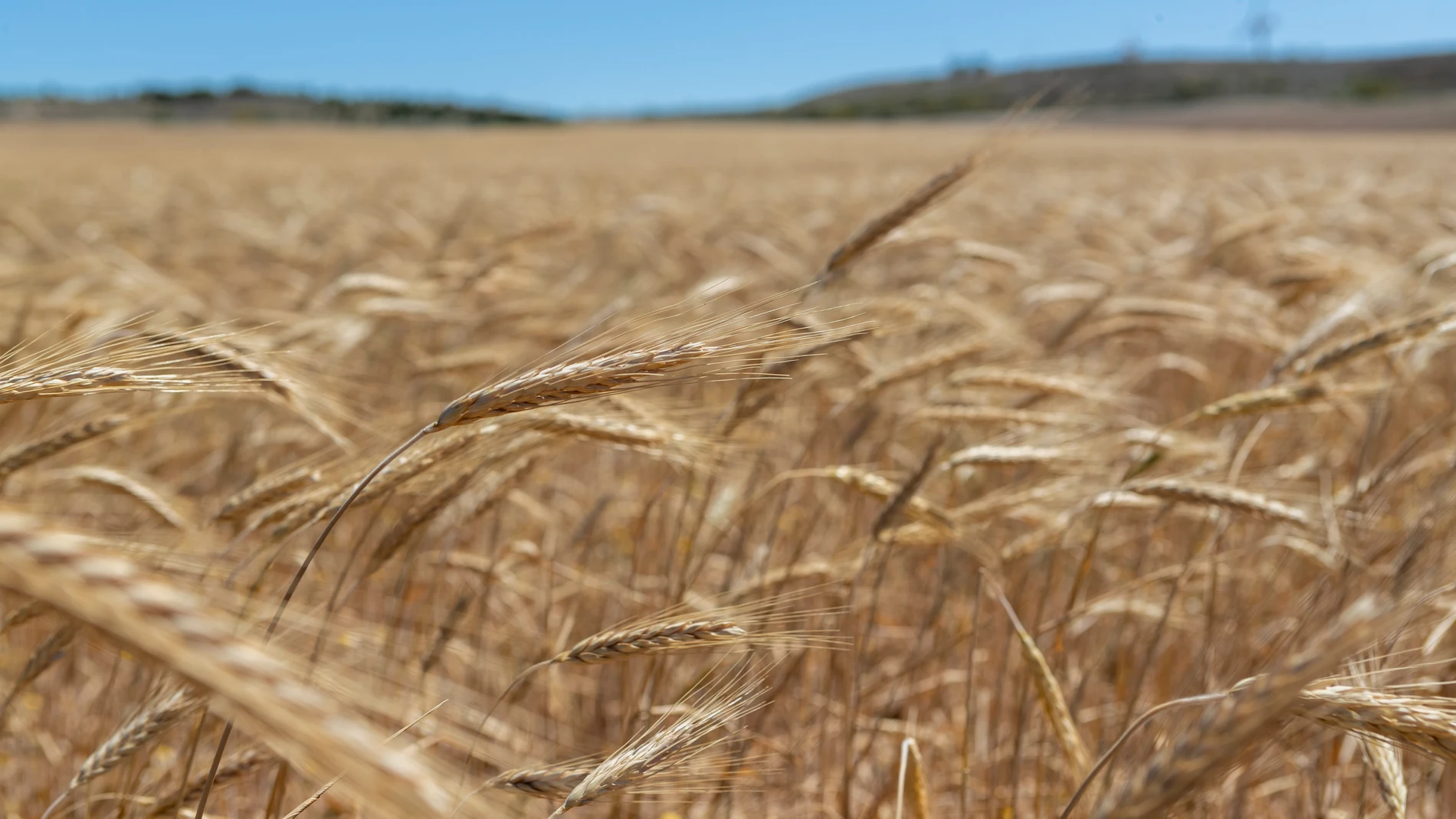 El mes de agosto es el momento más caluroso del año. Por eso es el momento de la cosecha del trigo | Fuente: EFE/ Javier Belver