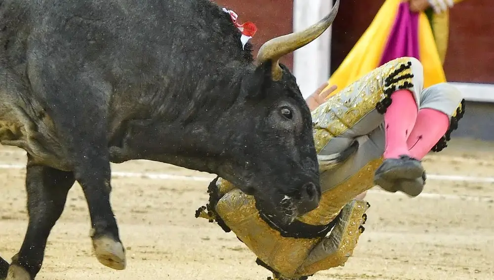 El diestro Gómez del Pilar sufre una cogida durante la corrida de la Feria de San Isidro celebrada este martes en la plaza de toros de Las Ventas