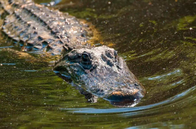 Los caimanes se encontraban nadando alrededor del estanque donde cayeron la madre y su hijo en Miami
