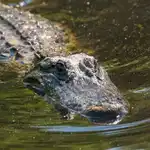 Los caimanes se encontraban nadando alrededor del estanque donde cayeron la madre y su hijo en Miami