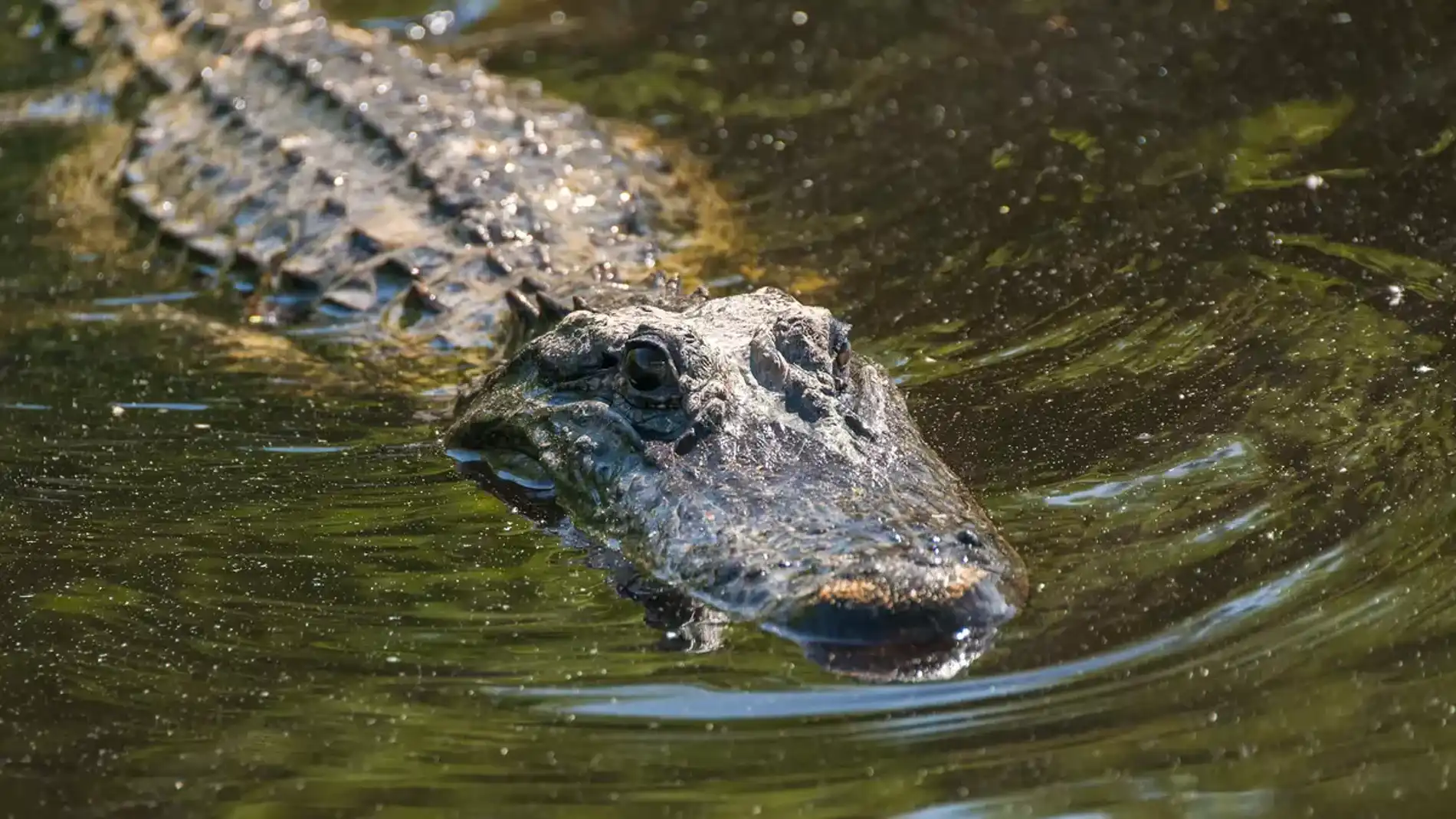 Los caimanes se encontraban nadando alrededor del estanque donde cayeron la madre y su hijo en Miami