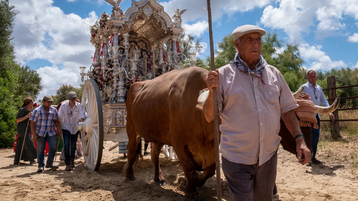 El Ayuntamiento de Almonte recula: no habrá “tarifazo” a los bueyes en El Rocío