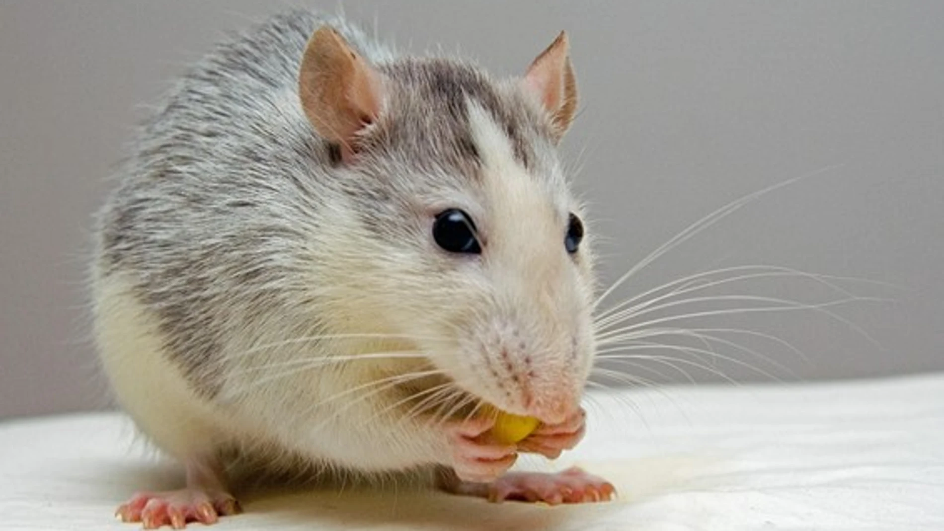 Rata comiendo