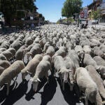 Ovejas del rebaño de la Trashumancia