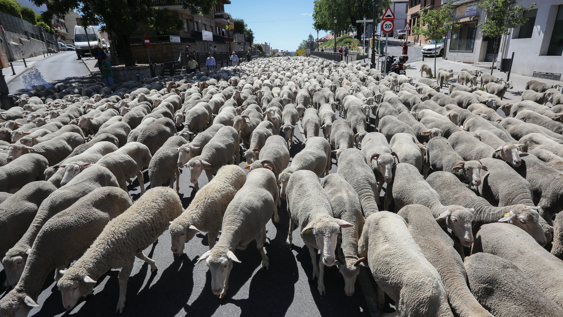 Ovejas del rebaño de la Trashumancia