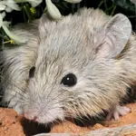 Ratón de Gould
