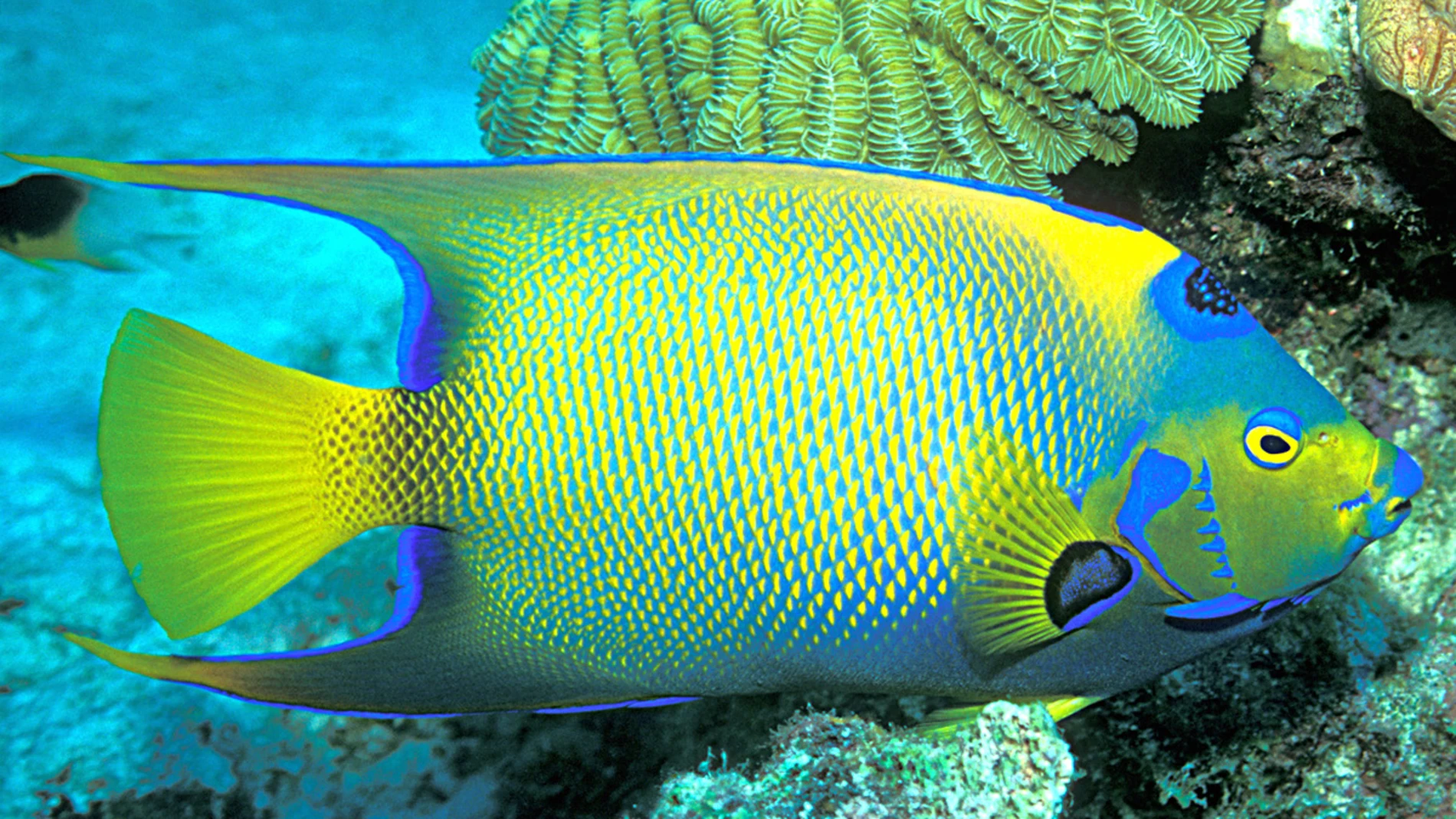 Un pez amarillo y azul mirando hacia la derecha sobre un paisaje marino