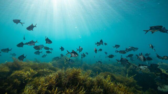 Las algas son especies marinas que ayudan a limpiar los estuarios
