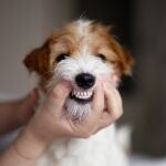 Un veterinario examina la dentadura de un perro