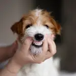 Un veterinario examina la dentadura de un perro