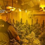 Plantación de cannabis en Fortuna