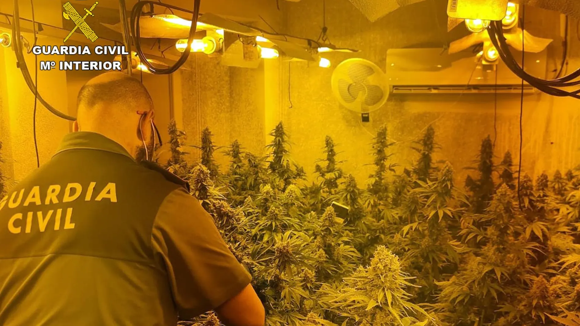 Plantación de cannabis en Fortuna