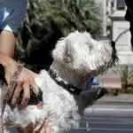 Un perro bebiendo agua de la fuente