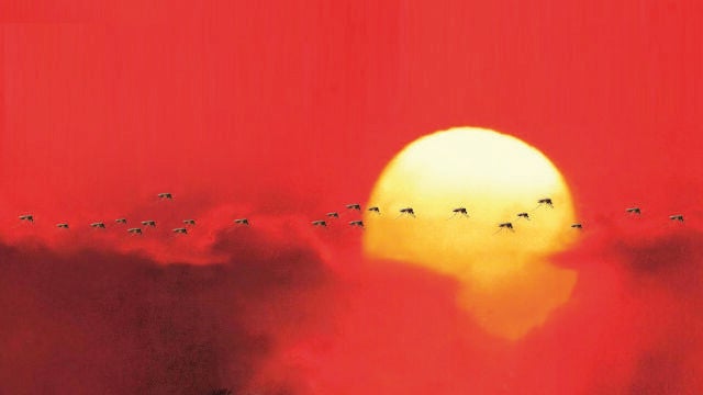 Mosquitos tigre, mosca negra, mosca del vinagre y vectores de virus como el aedes japonicus pueden transportar patógenos, contaminar superficies y alimentos con facilidad durante los meses de más calor del año