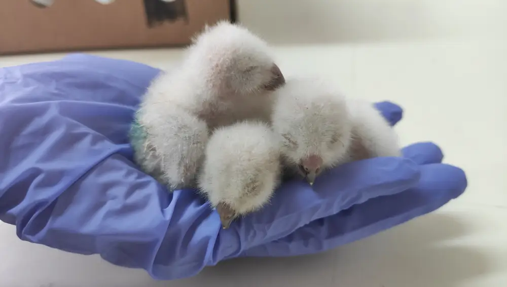 Pollos de aves rapaces recién nacidos