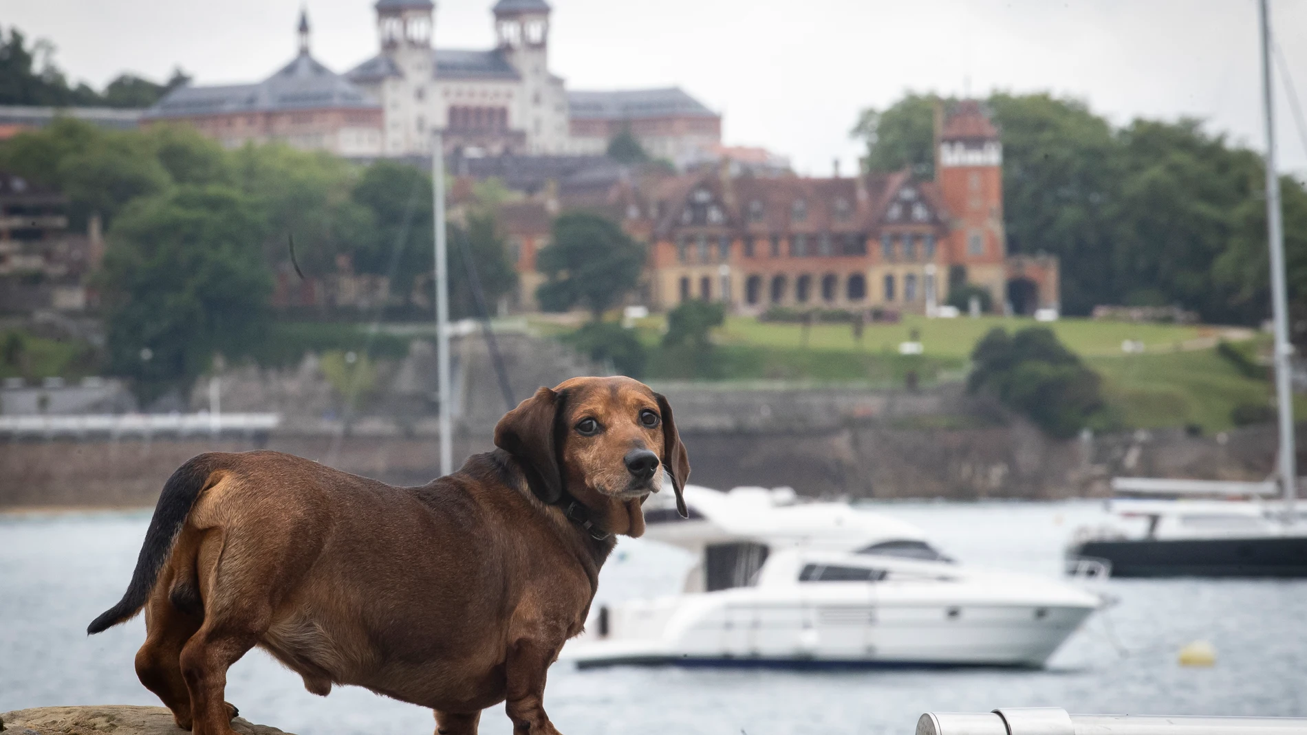 Un perro camina por el puerto de San Sebastián.