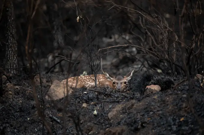 Más de un millón de animales murieron abrasados por los fuegos de las últimas semanas