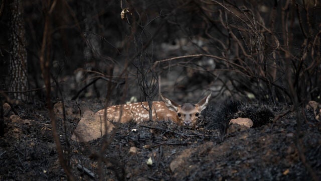 Incendio de la Sierra de la Culebra (Zamora)
