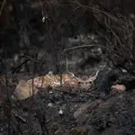 Incendio de la Sierra de la Culebra (Zamora)