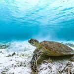 Tortuga verde en el lecho marino (Pixabay/Kanenori)
