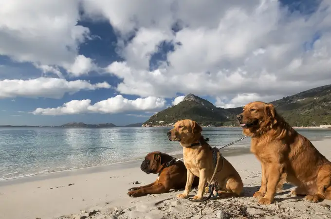 Las cuatro razas de perro con mayor esperanza de vida 
