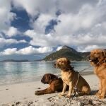 Paisaje de la isla de Mallorca en España con perros