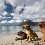 Las cuatro razas de perro con mayor esperanza de vida 
