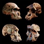 Cuatro cráneos diferentes de australopitecos encontrados en las cuevas de Sterkfontein (Sudáfrica). El relleno de la cueva de Sterkfontein, que contiene este y otros fósiles de australopitecos, tiene entre 3,4 y 3,6 millones de años.