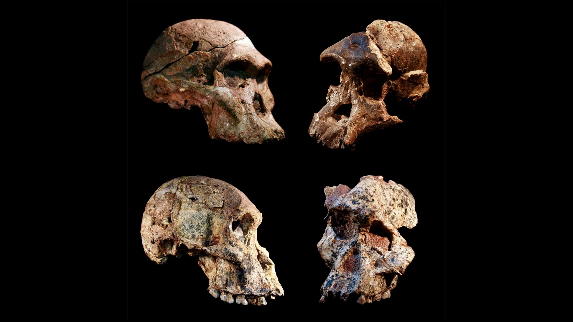 Cuatro cráneos diferentes de australopitecos encontrados en las cuevas de Sterkfontein (Sudáfrica). El relleno de la cueva de Sterkfontein, que contiene este y otros fósiles de australopitecos, tiene entre 3,4 y 3,6 millones de años.
