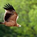 Andalucía registra un récord histórico de pollos de águila imperial ibérica