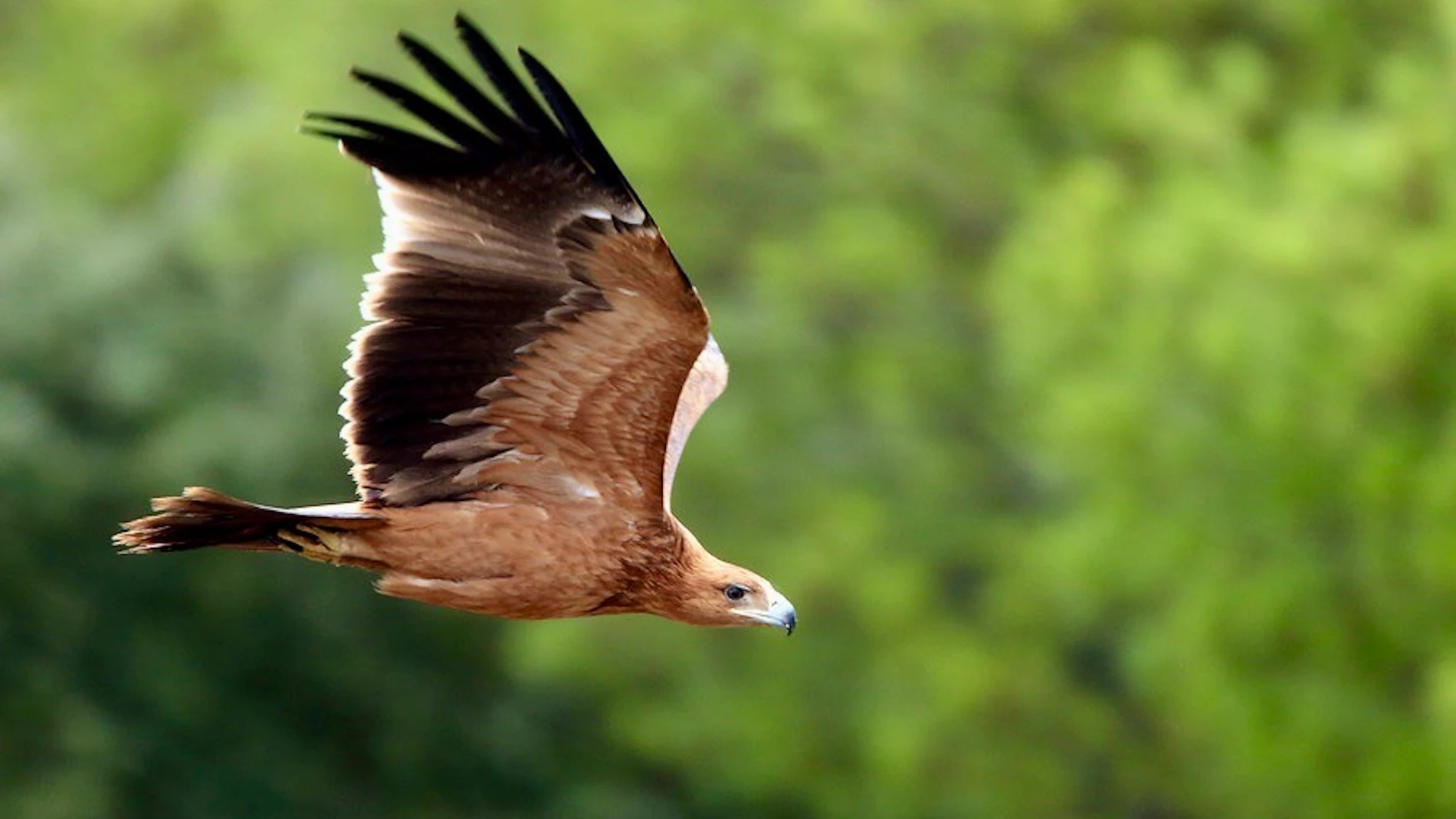 Andalucía registra un récord histórico de pollos de águila imperial ibérica